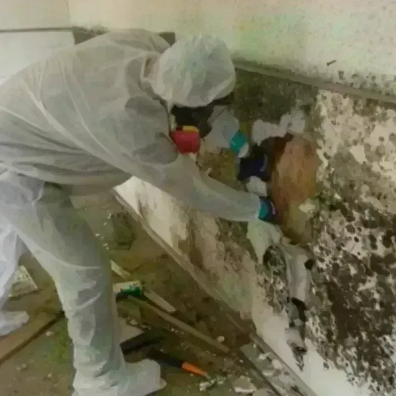 Mold Remediation and Removal in Enid, OK